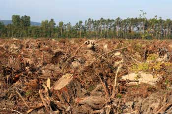 Deforestation threatens thousands of wild species