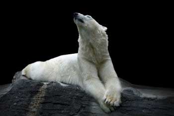 Polar melting affects the biodiversity