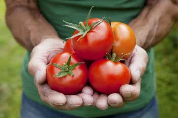 Tomatoes need a lot of light and high temperatures