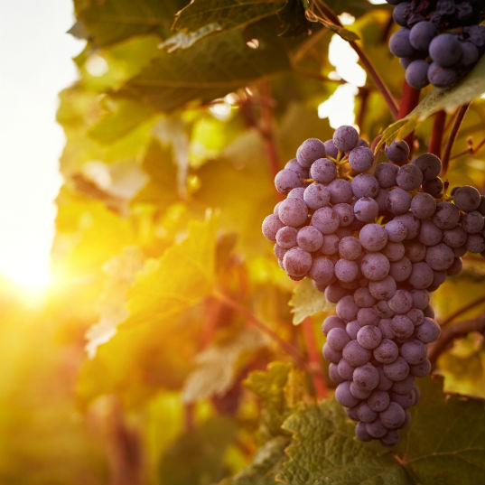 Impacts of climate change on wine