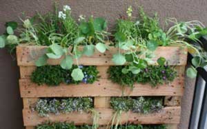 Your urban vertical garden with a pallet Your urban vertical garden with a pallet