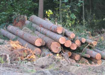 Deforestation causes global warming