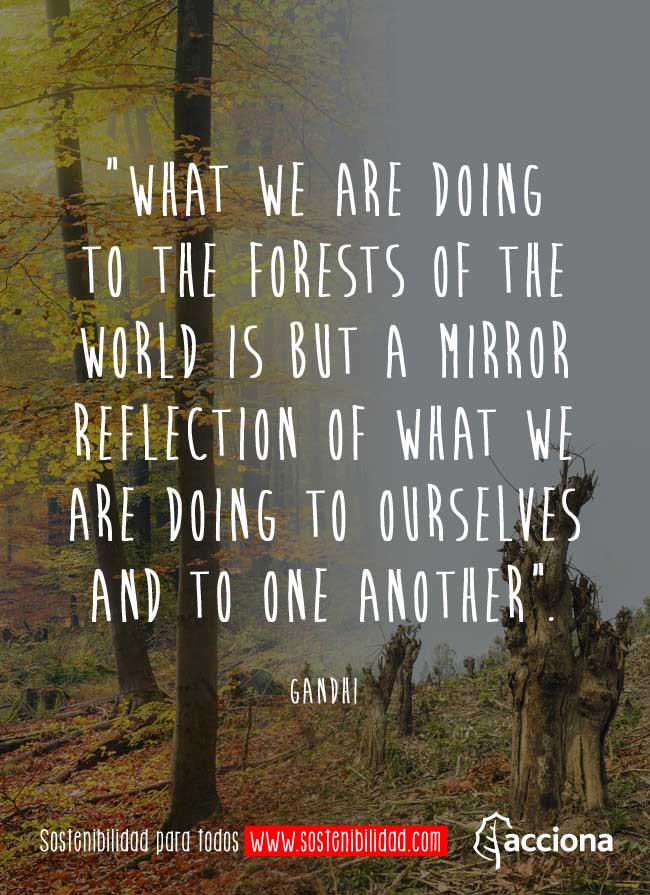 Gandhi and the forests