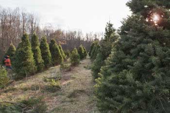 Be sure that they come from nurseries