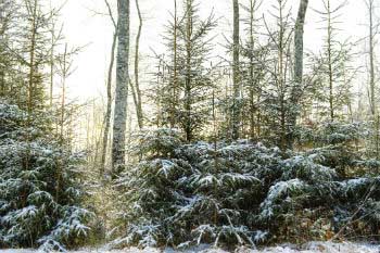 Refuse those which have been uncontrollably cut off from nature