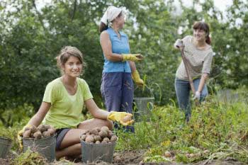 Volunteering at farms Volunteering at farms