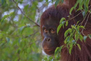 The loss of biodiversity from deforestation is very serious in many countries