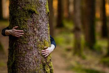 Require certified wood when buying, helps keep our forests healthy