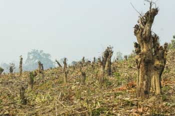 Indiscriminate logging