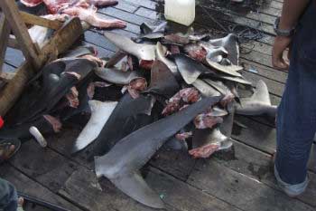 Finning involves a slow and painful death