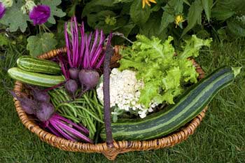 What to plant at summer