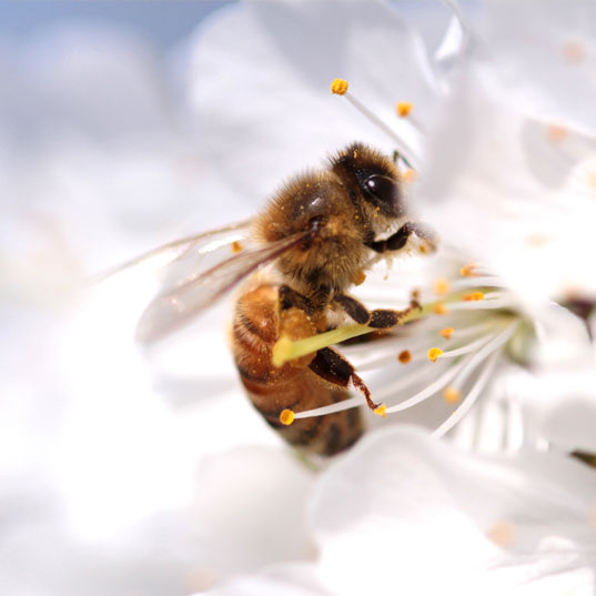 Consequences of the extinction of bees