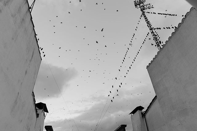 pajaros foto confinamiento