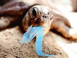 Sea turtles die from consuming plastic remains