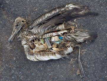 Birds dead from ingestion of plastic - Garbage Patch