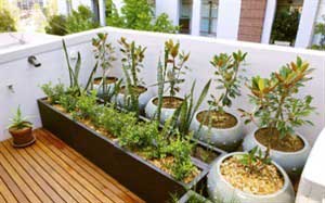 Take advantage of the terrace with your urban garden