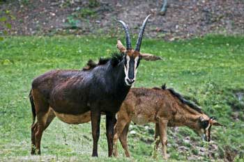 Giant sable antelope is an iconic species of Angola