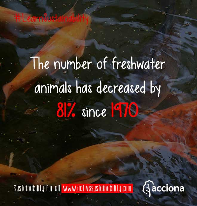 #LearnSustainability: Freshwater animals