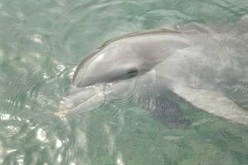 Dolphins cannot survive in captivity