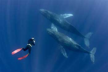 Cetaceans interact with mankind