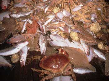 Destructive fishing: In some cases discards can reach 80% or even 90%