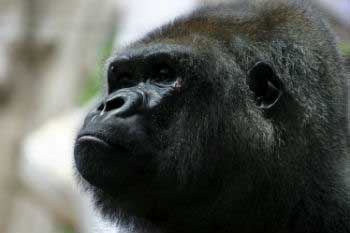 Virunga National Park is the oldest park in the whole of Africa