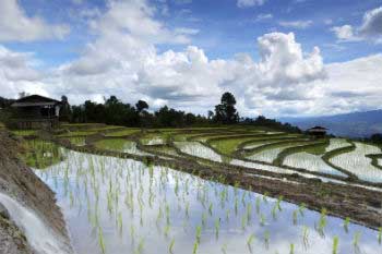 3,000 litres of water are necessary for 1 kilogramme of rice