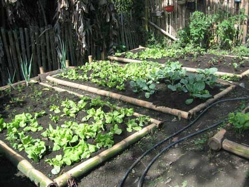 Urban vegetable garden