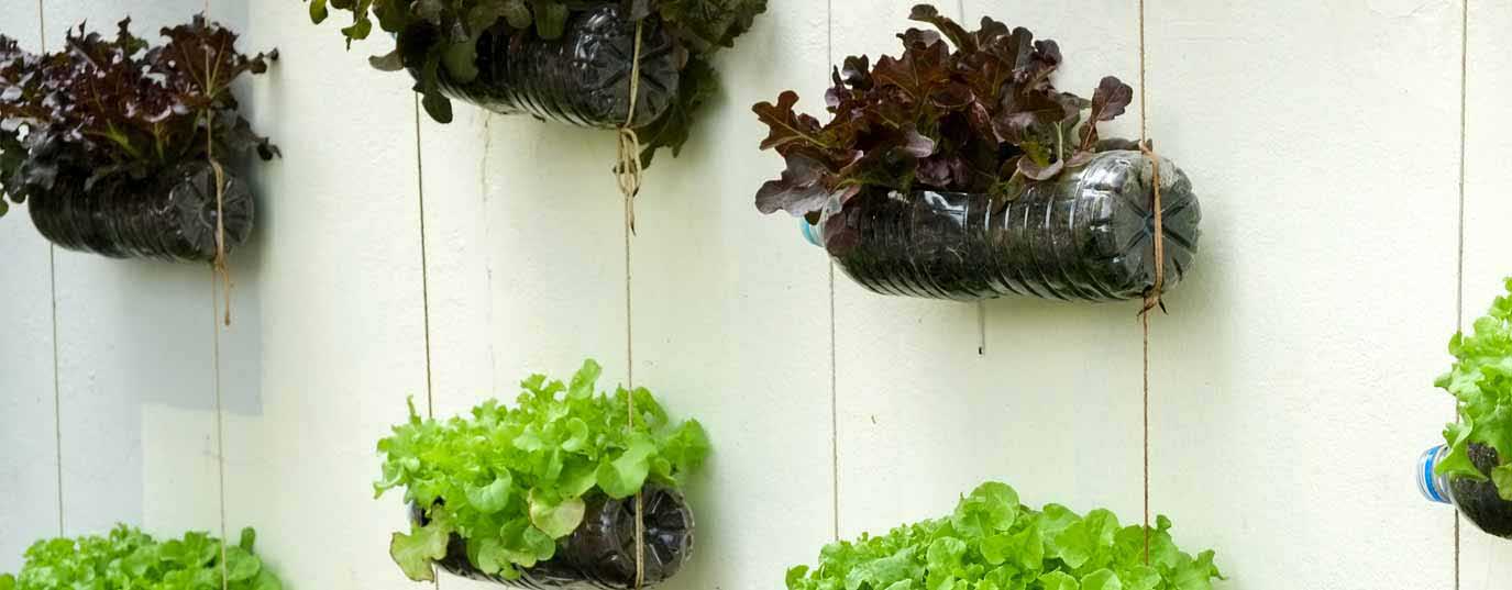Tricks for your summer urban vegetable garden