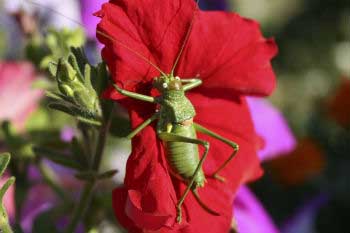 Check for insect infestations at your urban garden