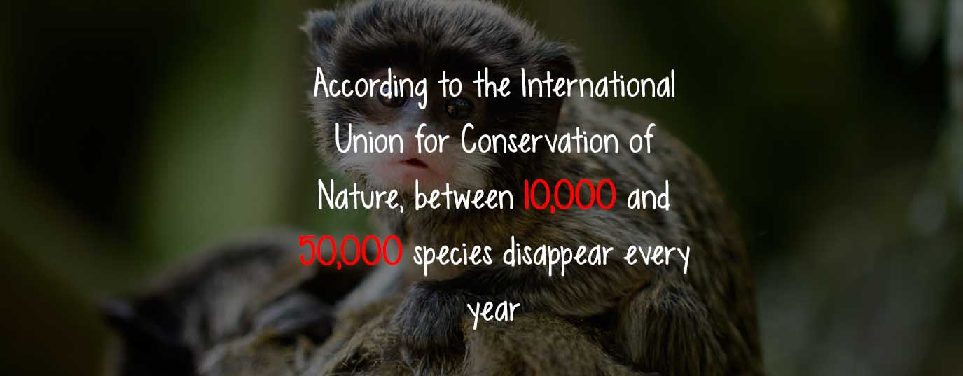 #LearnSustainability: Species extinction