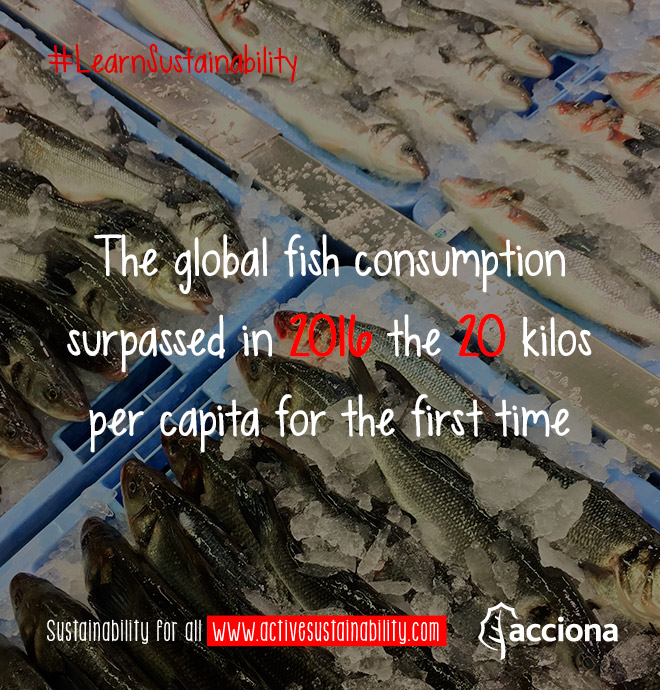 #LearnSustainability: Global fish consumption
