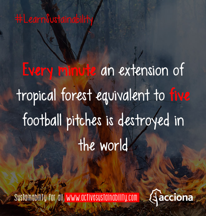 #LearnSustainability: Tropical forest destruction