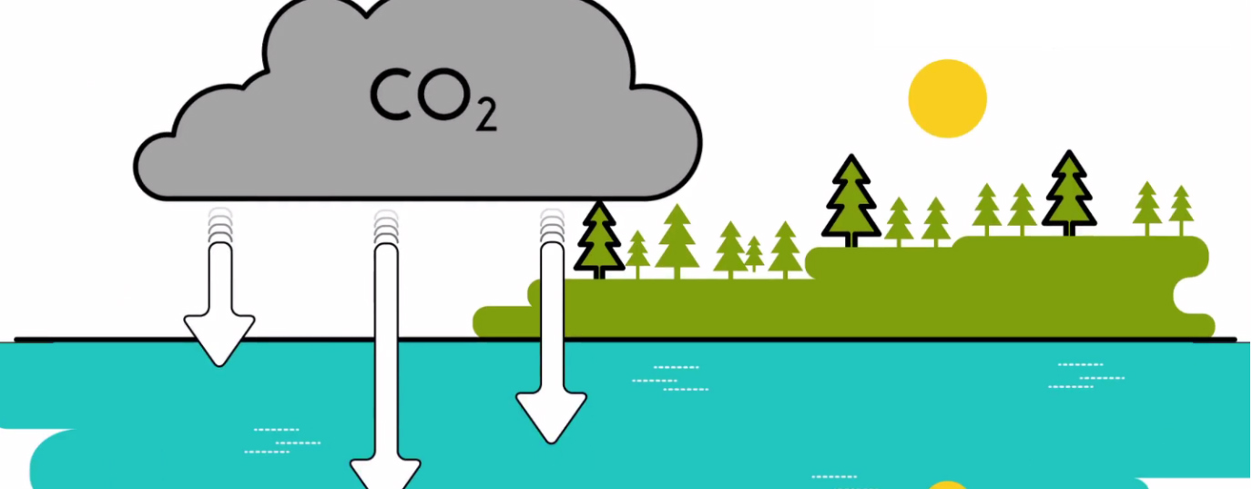 What are carbon sinks?