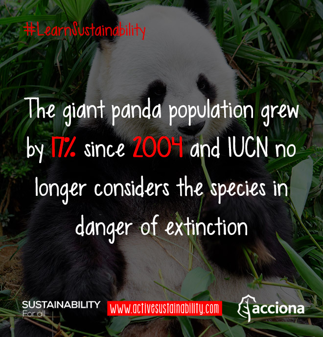 #LearnSustainability: Giant panda population