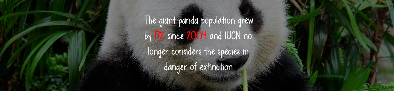 #LearnSustainability: Giant panda population