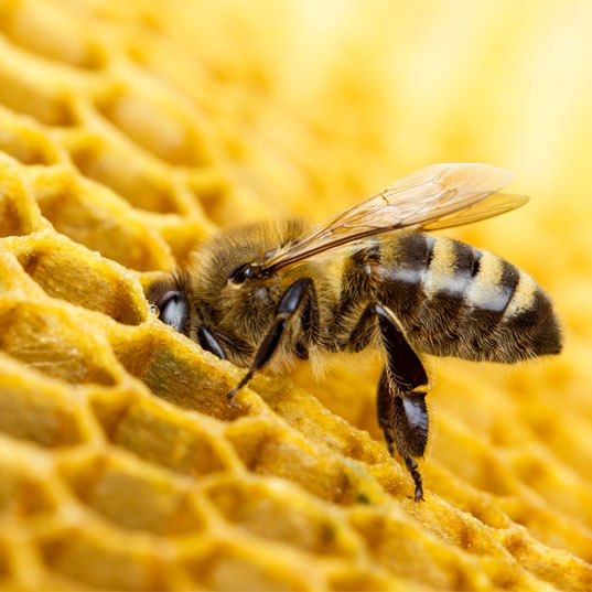 What would happen if bees dissapeared?