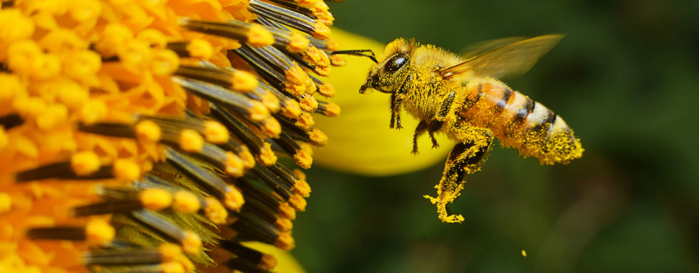 What would happen if bees disappeared?